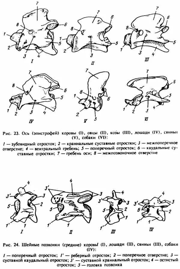 Особенности строения позвоночника собаки. Эпистрофей позвонок у животных. Второй шейный позвонок эпистрофей животных. Эпистрофей осевой позвонок у животных. Эпистрофей животных строение.