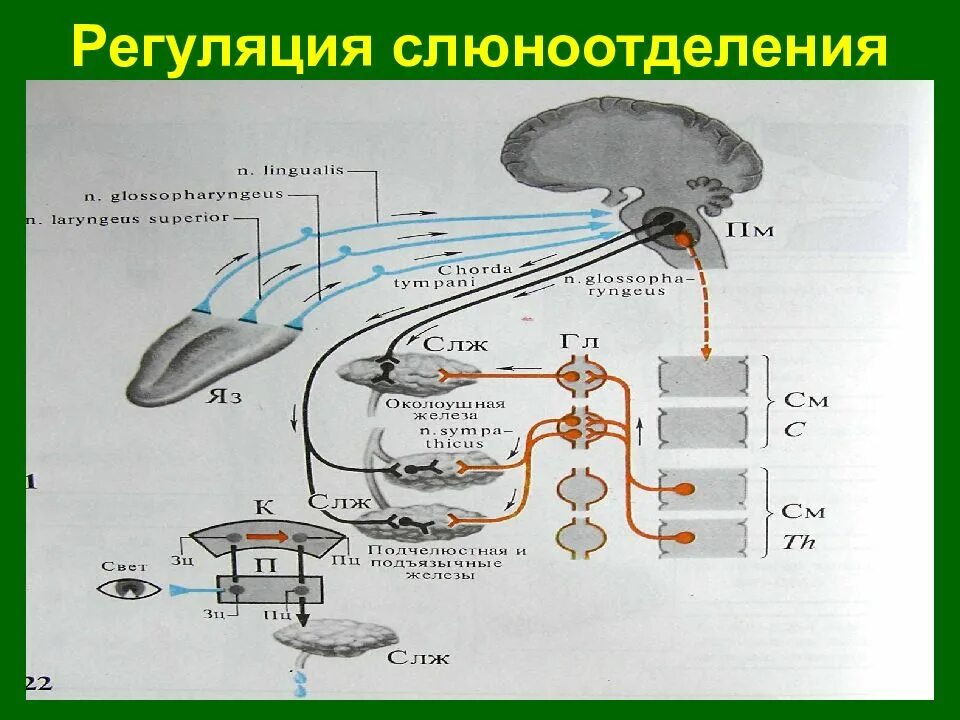 Механизм слюны. Нервно рефлекторная регуляция слюноотделения. Механизмы регуляции слюноотделения физиология. Рефлекс слюноотделения физиология. Нейрогуморальная регуляция слюны.