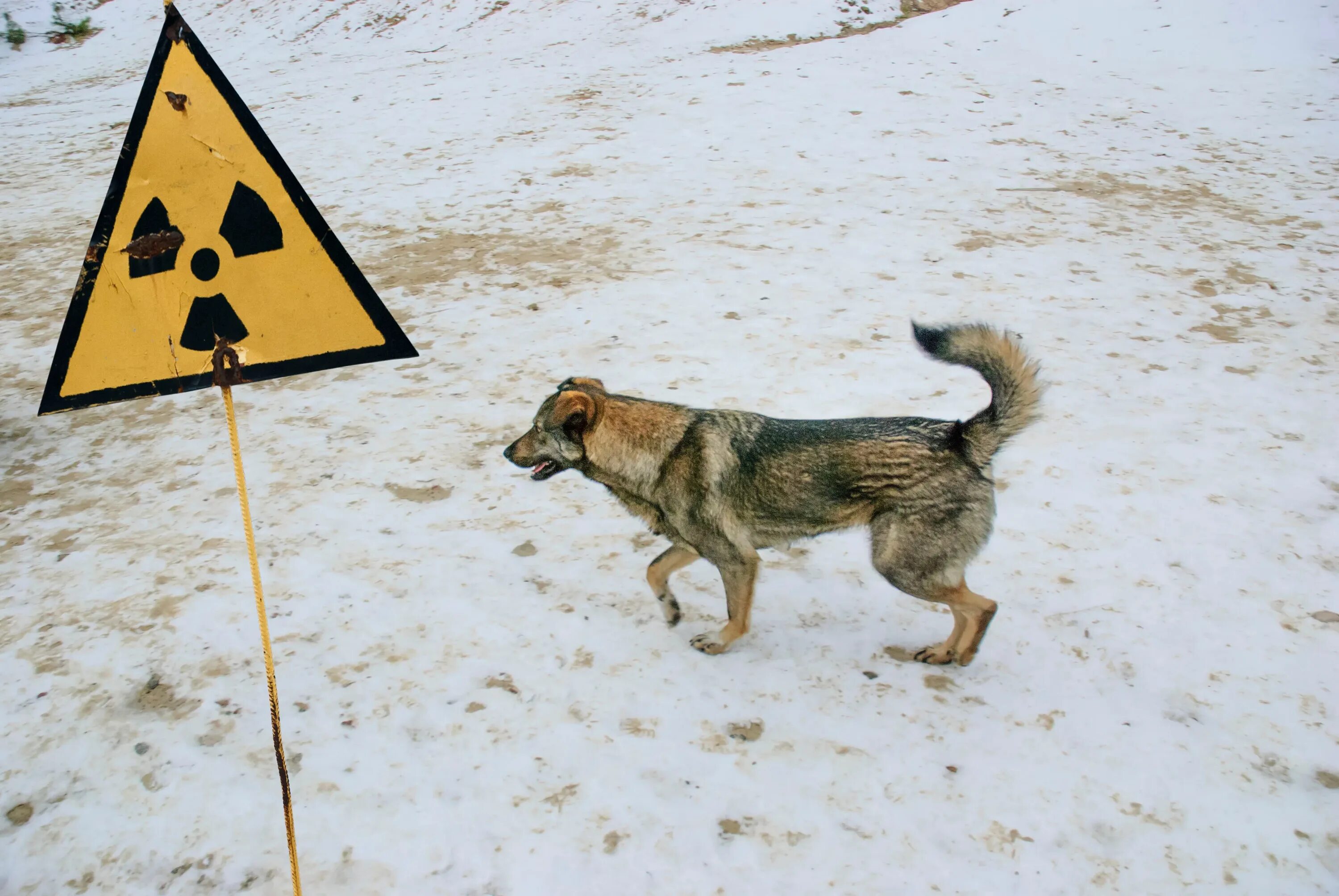 Chernobyl Wild Dog