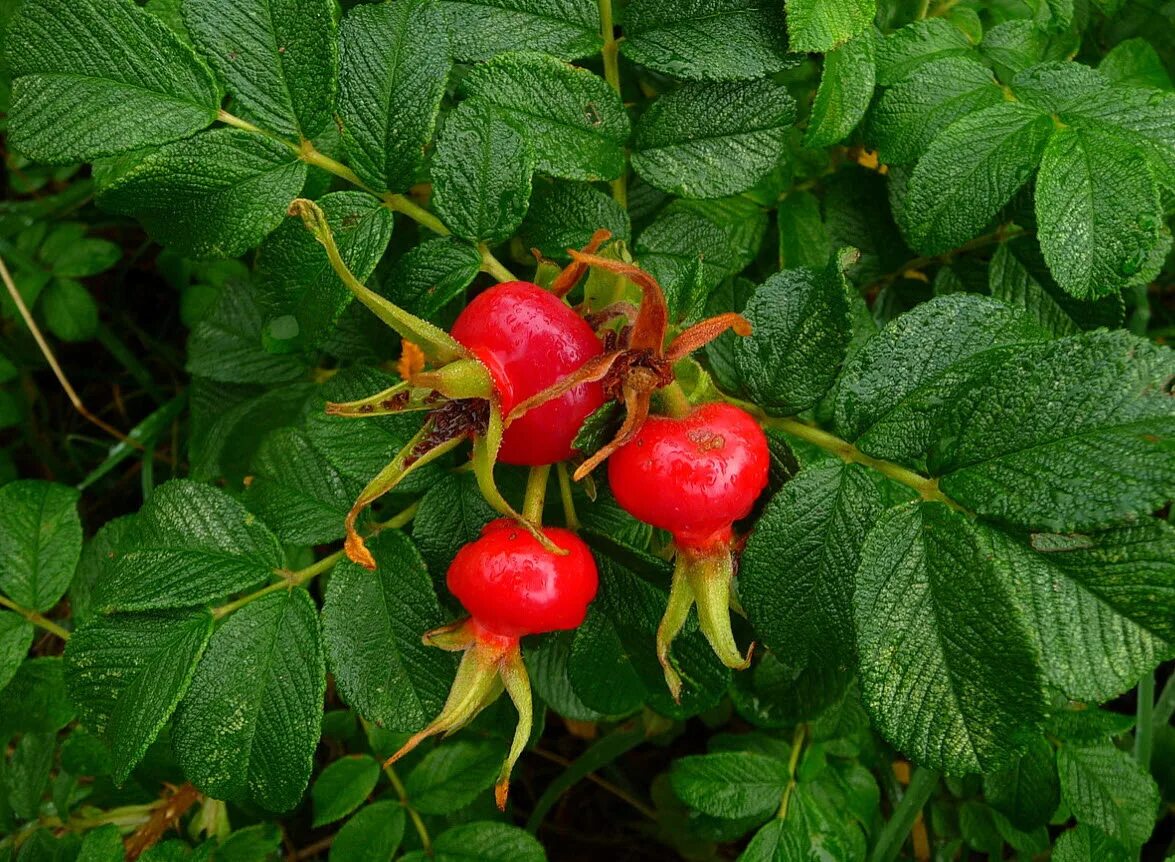 Плодовое парковая. Шиповник ругоза. Шиповник морщинистый (Rosa rugosa Thunb.)..