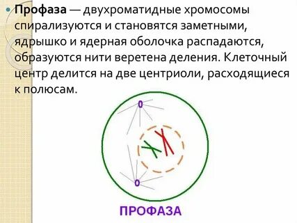 Расхождение центриолей к полюсам клетки какая