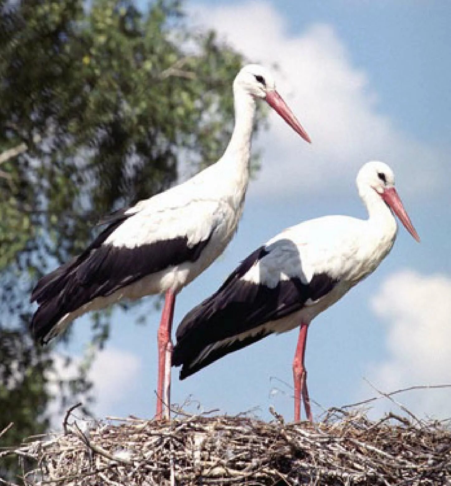 страус стриж тетерев аист. птицы жарких стран. дарвинов нанду. страус стриж тетерев аист. страус стриж тетерев аист.