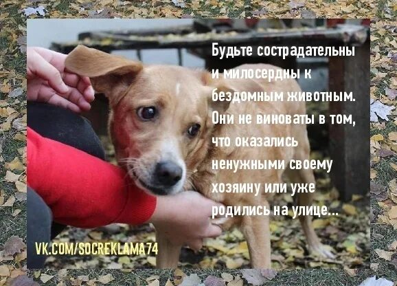 Забота о бездомных животных