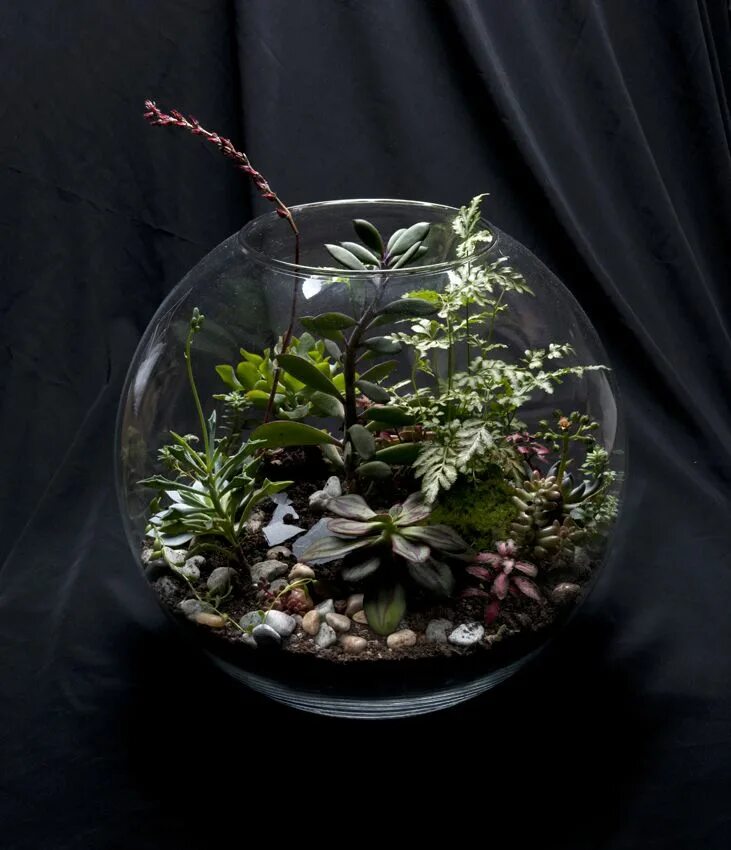 My little terrarium кот. My first time growing a plant. Огород. Росток пробивается сквозь асфальт. Поливать цветы.