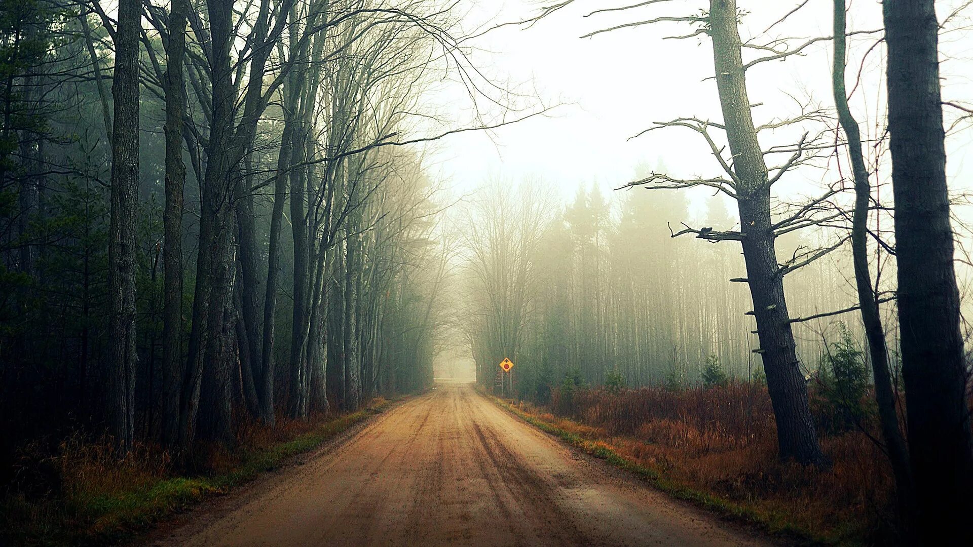 Мрачный пейзаж. Лесная дорога. Мрачный лес. Лес в тумане.