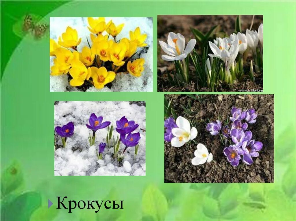 Название весенних цветов. Название первых весенних цветов. Цветы которые растут весной с названием. Весенние цветы с названиями для детей.