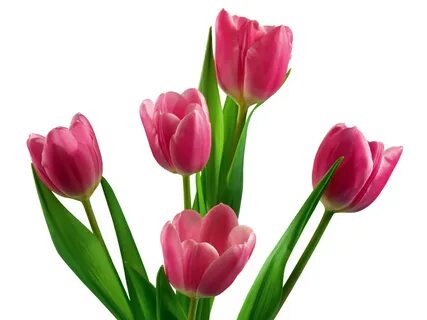 Ex tulip
