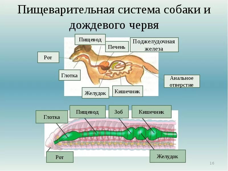 Слепо замкнутую пищеварительную систему имеют. Эволюция пищеварительной системы системы животных. Пищеварительная система червя схема. Эволюция пищеварительной системы у животных рисунок. Строение пищеварительной системы червя.