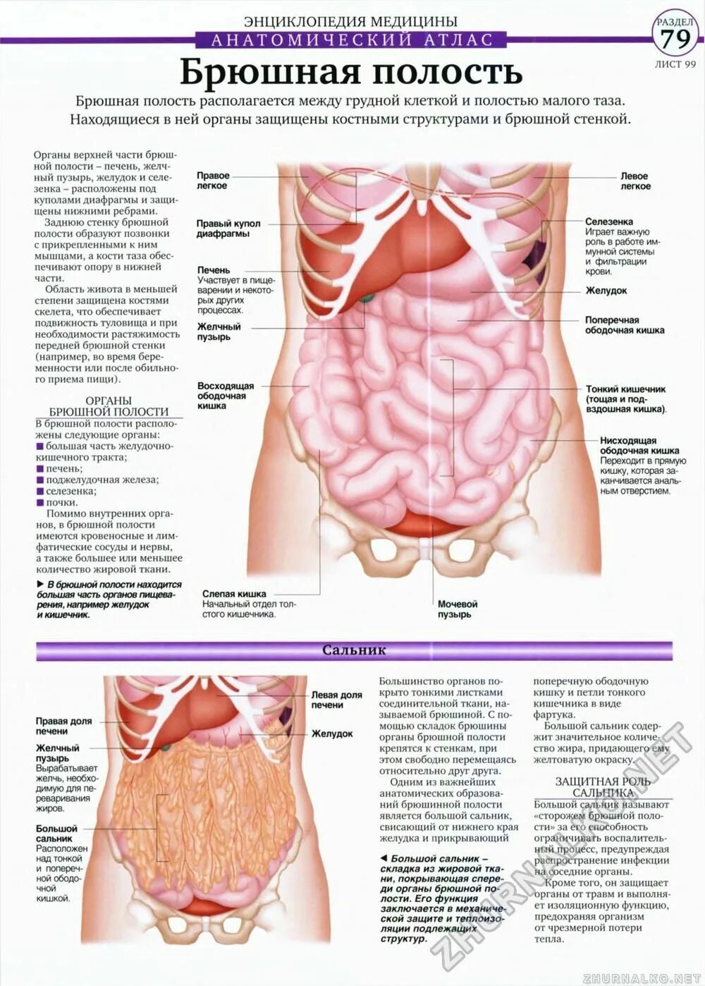 Органы живота. Расположение органов у человека в брюшной полости. Анатомия внутренних органов брюшной полости человека. Строение внутренних органов человека брюшная полость женщины. Внутренние органы человека схема расположения брюшной полости.