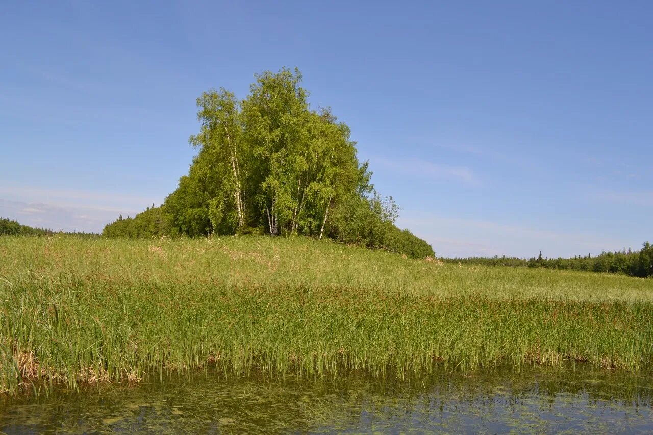 Заказник березовский. Заказник березовский хмао. Заказник березовский красноярский край. Заказник березовский. Заказник сорумский.