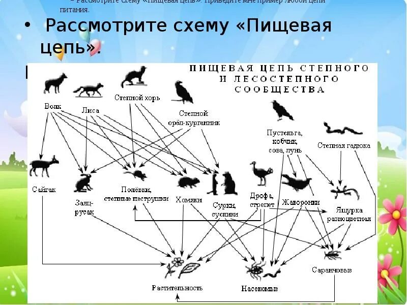 Схема цепи питания характерной для степной зоны Чем отличается пищевая цепь от пищевой сети