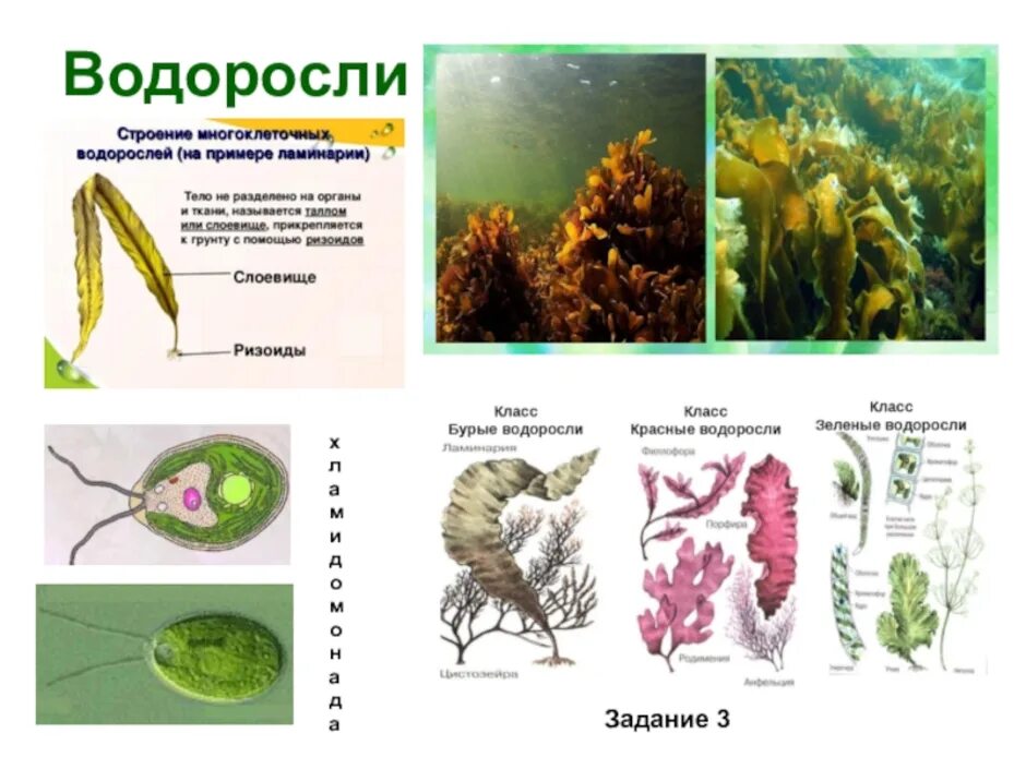 Группа растений водоросли примеры названия. Водоросли названия. Представители водоросли растений. Виды водорослей названия. Название группы водорослей.