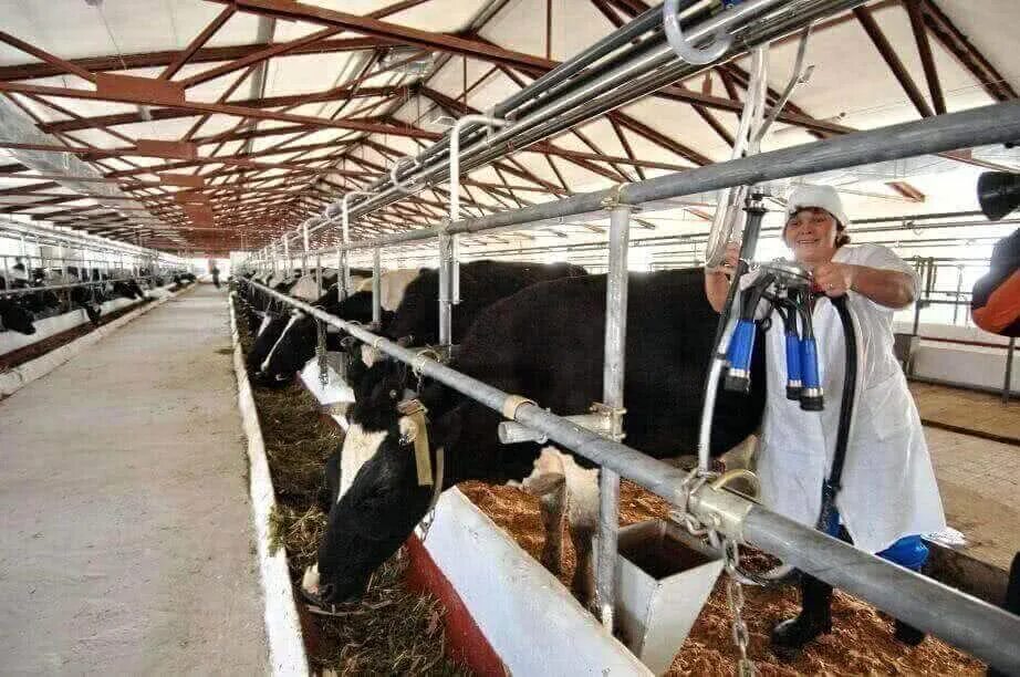 сельское хозво хабаровского края. коровник хабаровск. сельское хозяйство хабаровского края. животноводство в хабаровском крае. свинокомплексы хабаровского края.