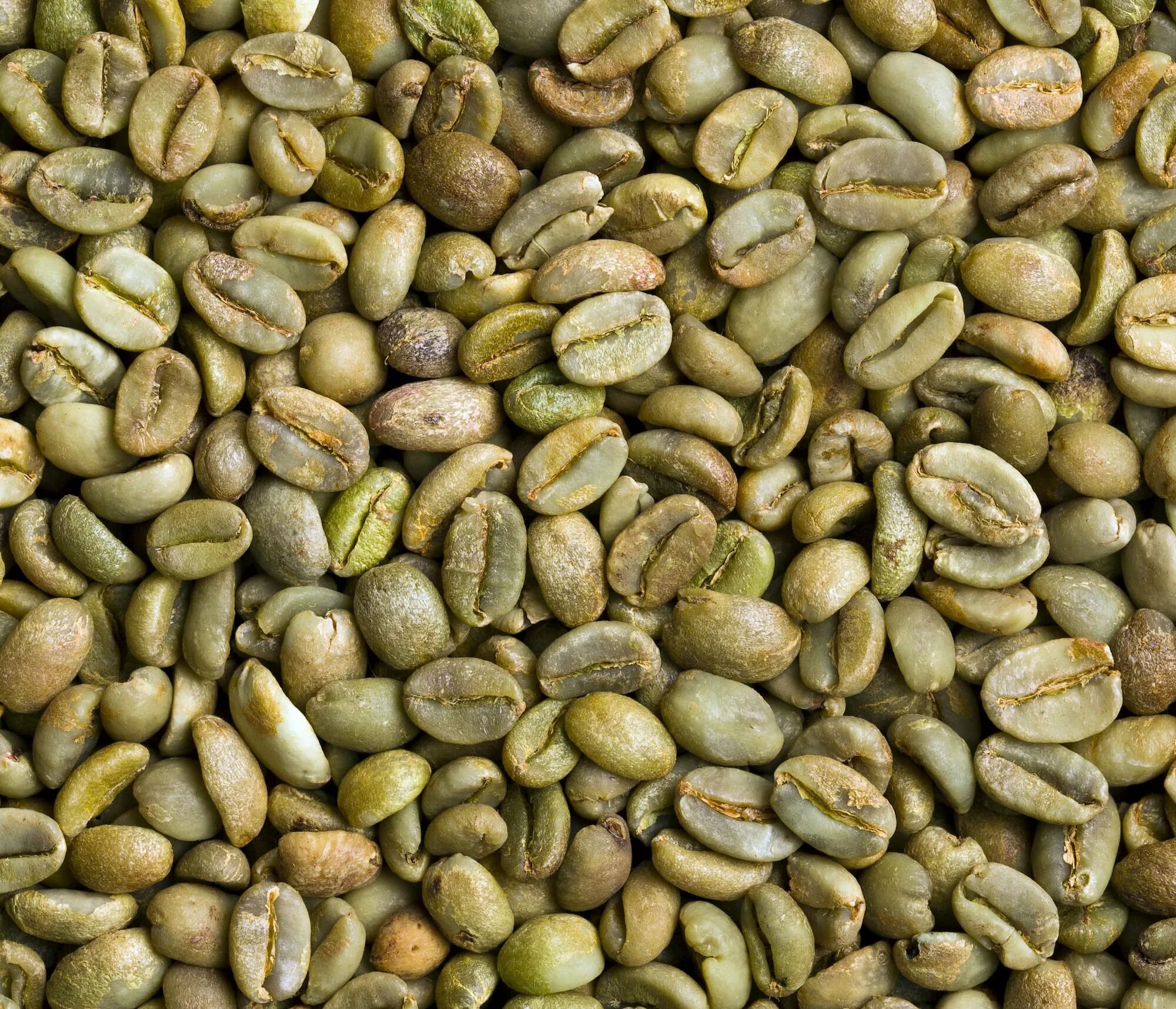 Зеленый кофе в зернах для обжарки. Робуста зеленый кофе. green coffee arabica. зеленые зерна робусты. зеленый кофе в зернах.