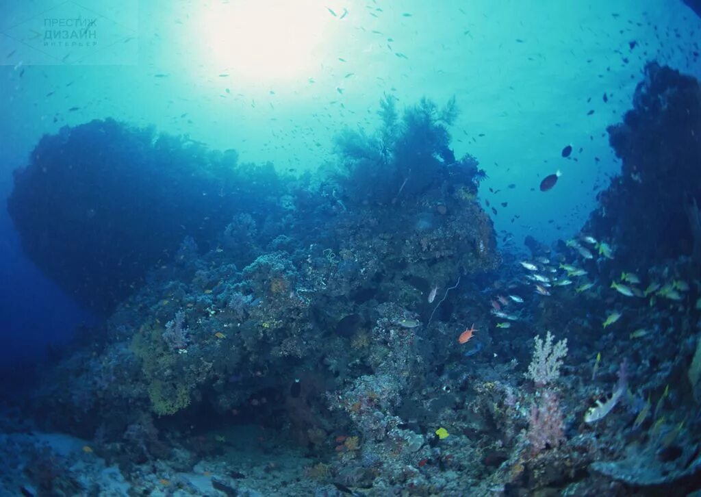 Морское дно. Морские глубины. Дно океана. На дне морском.