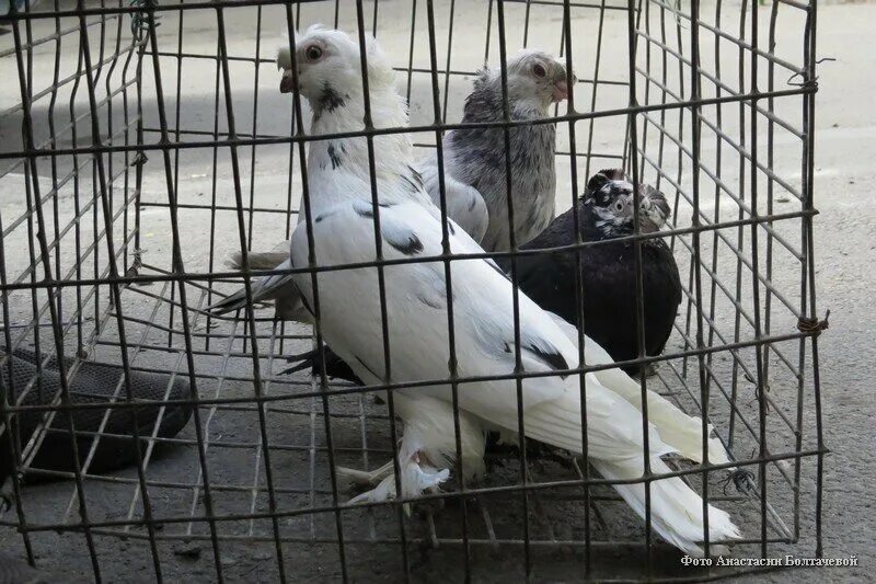 Голуби в культуре. Молдавские голуби.