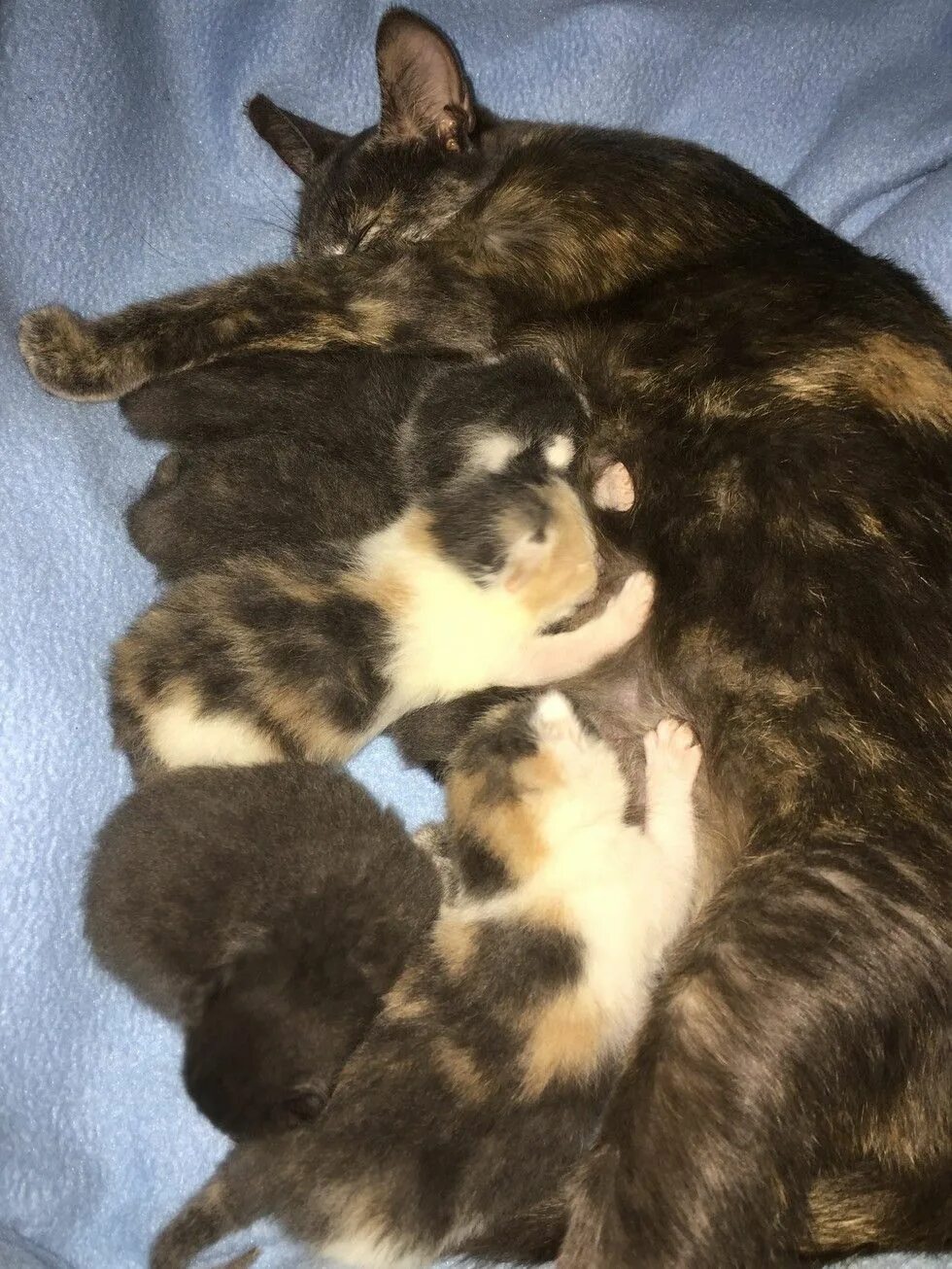Беременность кошки. Беременные котики.