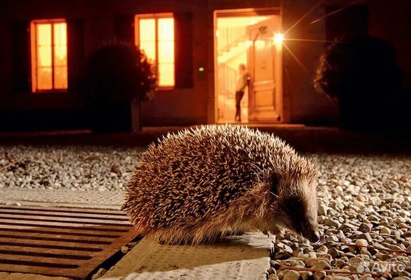 Ночной еж. Ёж в лесу ночью. Еж в огороде. Ёжик в траве ночью. Ежик ночное животное.