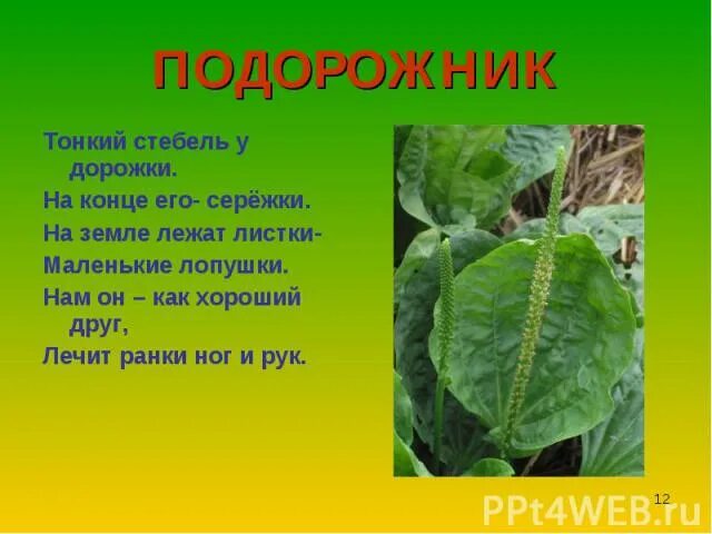 Подорожник 2 класс. Рассказ о подорожнике. Рассказы для дошкольников о подорожнике. Подорожник доклад. Стихотворение подорожники