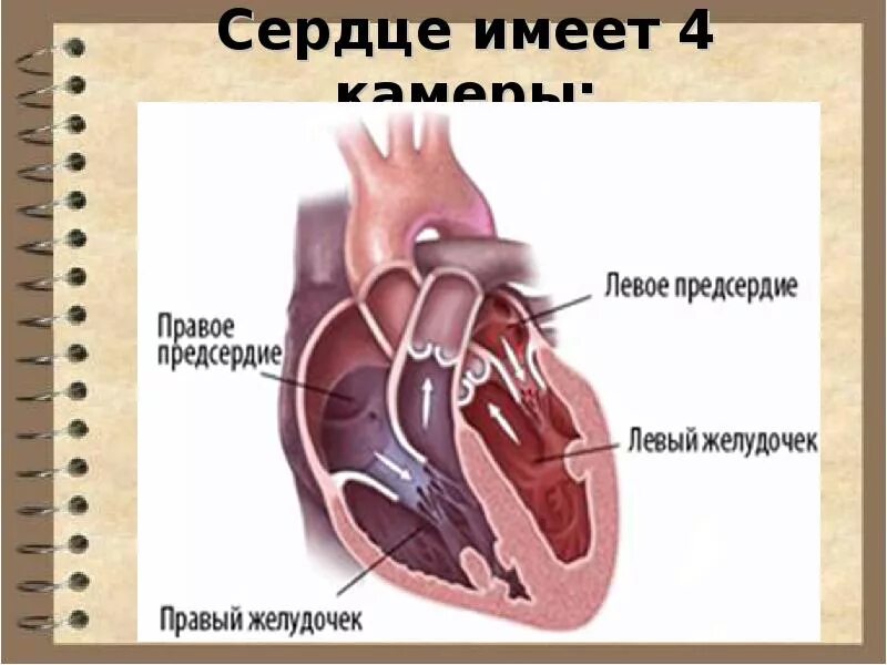 Сердце правое и левое предсердие. Левый и правый желудочек сердца. Предсердия и желудочки сердца. Сердце человека желудочки и предсердия. Правый желудочек отделен от правого предсердия