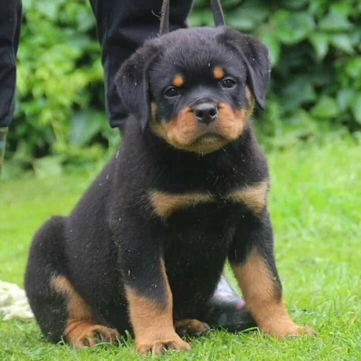 Сколько ротвейлеров щенков. Сколько ротвейлеров щенков. Ротвейлер кутенок. Ротвейлер щенки ротвейлера. Ротвейлер.