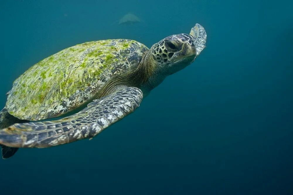 Среда обитания зеленой черепахи. Зелёная черепаха. Зеленая суповая черепаха. Восточная (Тихоокеанская) зелёная черепаха. Chelonia mydas (зеленая черепаха, суповая черепаха).