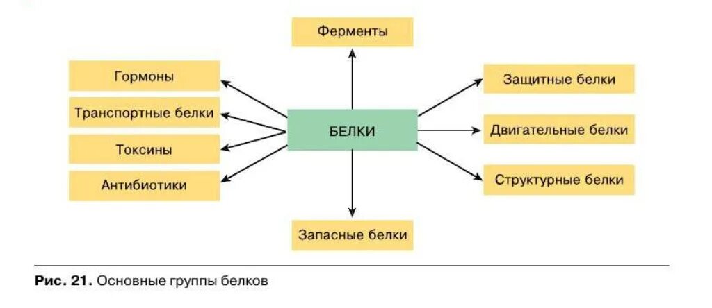 Функции белков схема. Виды белков в организме человека. Белки виды биология. Основные группы белков