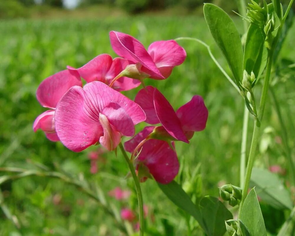 Покажи чина. Чина Литвинова. Lathyrus heterophyllus. Lathyrus litvinovii. Луговой душистый горошек.