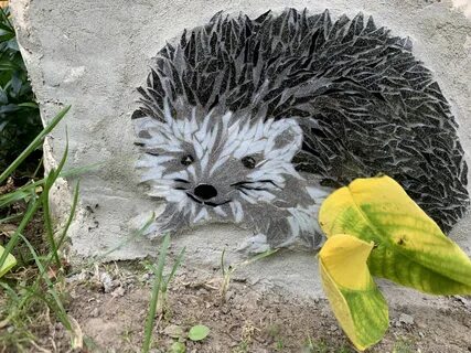 Еж садов