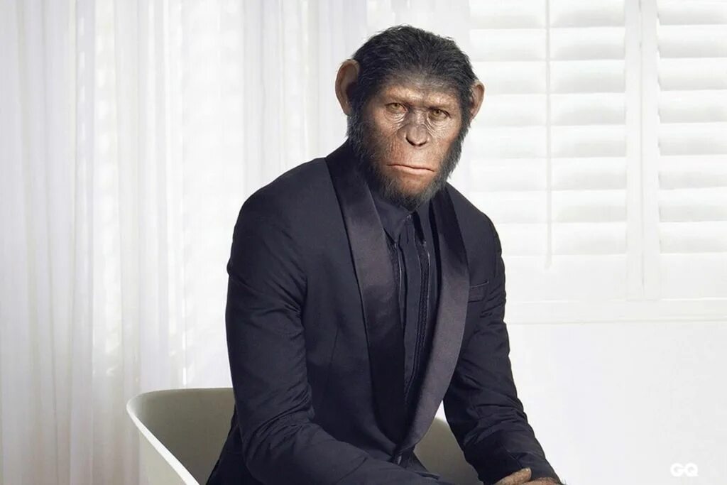 Покажи человека обезьяну. Обезьяна в деловом костюме. Костюм обезьяны. Обезьяна в пиджаке.