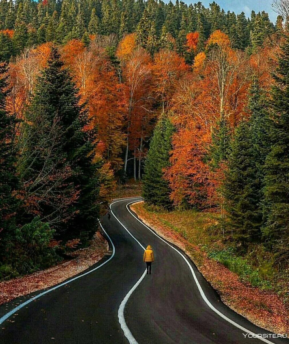 Красивая дорога видео. Чуйский тракт Золотая осень. Дорога в осень. Красивые дороги. Красивая дорога.