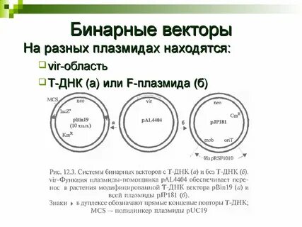 Бинарный вектор