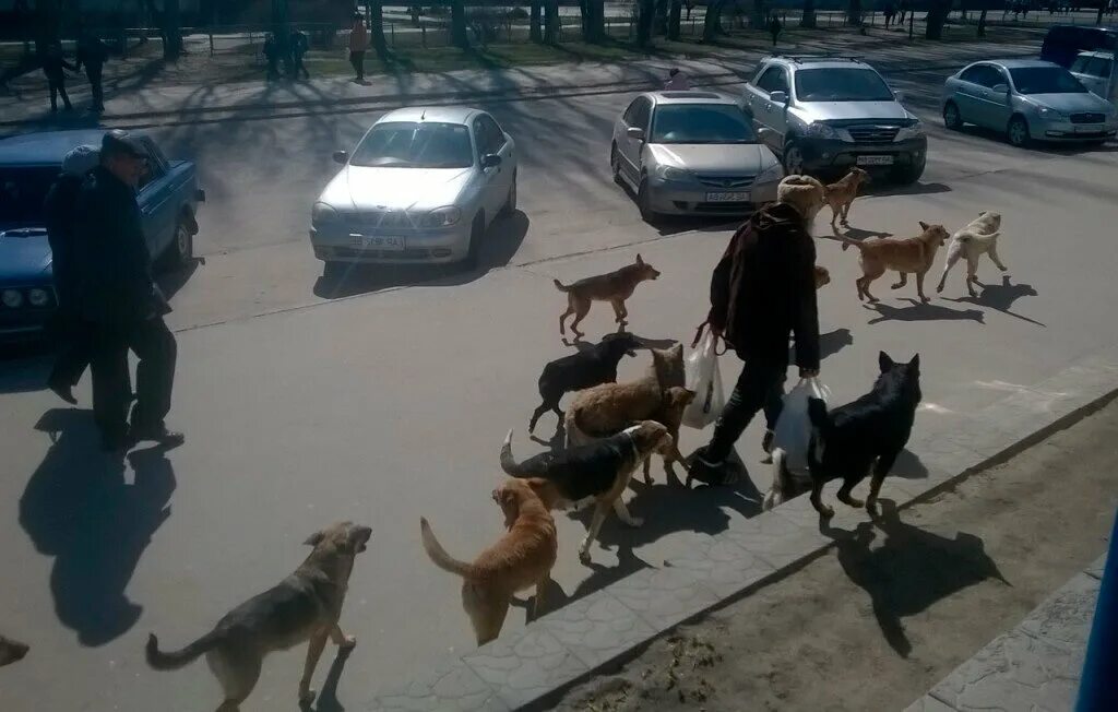 Собака бросается на людей. Бродячие собаки нападают. бездомные собаки. бродячие собаки нападают на людей.