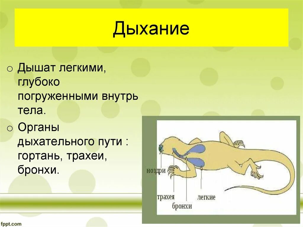 Орган дыхательной системы ящерицы. Дыхательная система пресмыкающихся. Дыхание рептилий. Органы дыхания пресмыкающихся. Органы дыхания рептилий.