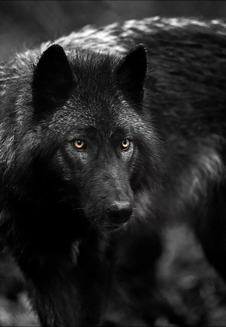 Виды воков. Блэк Вулф. Блэк Вульф волк. Лирый волк. Черный Аляскинский волк.