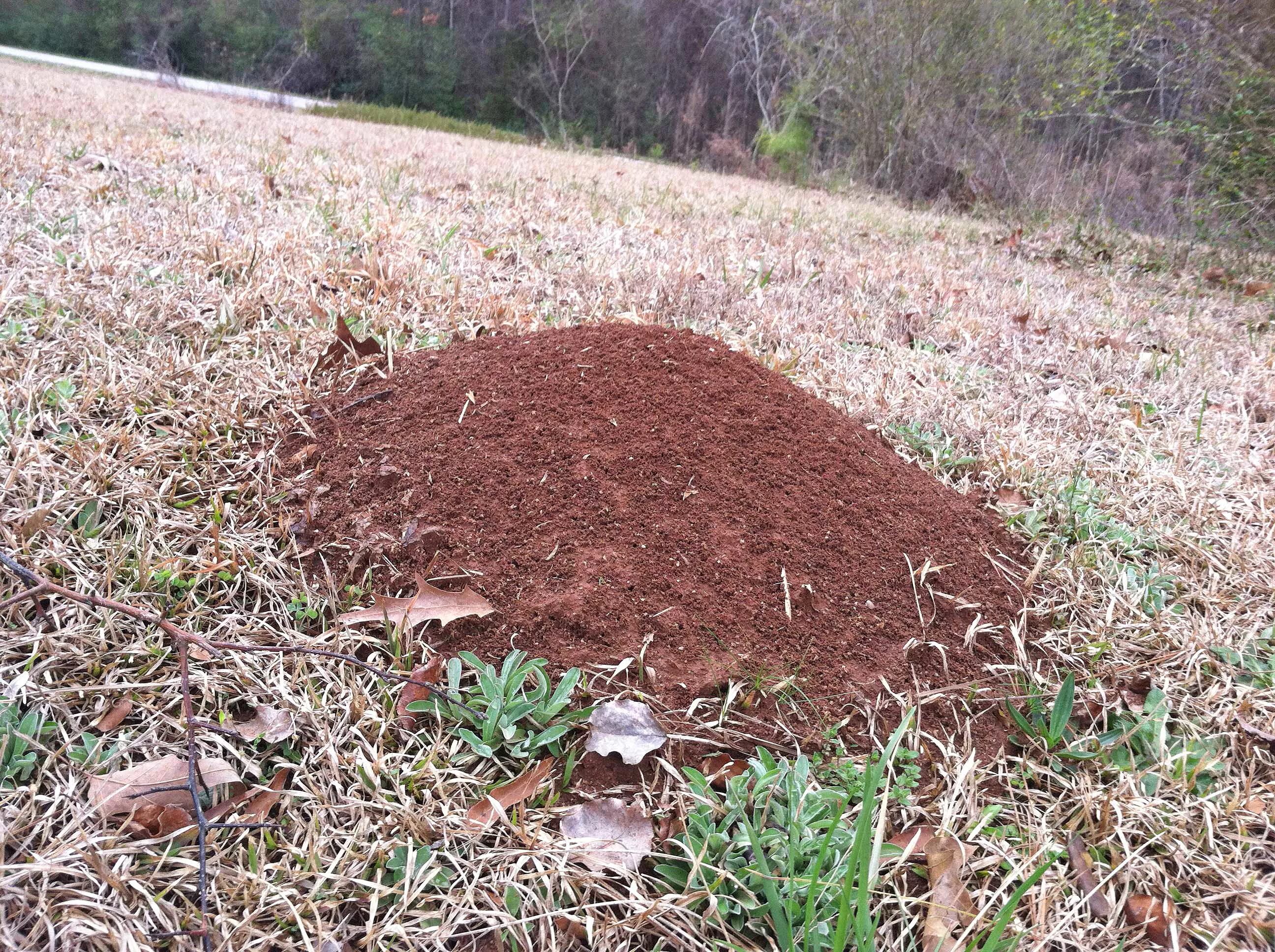 Земляной муравей Муравейник. Муравейник красных муравьев большой. Гнездо муравьев Землянное. Муравейник в лесу. Земляные написать