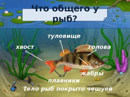 Кому из героев принадлежит рыбье туловище