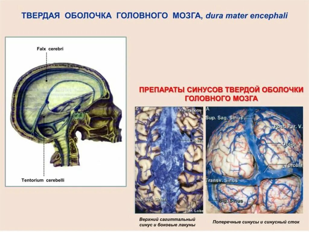 Синусы оболочек головного мозга. Синусы твердой оболочки головного мозга схема. Синусы твердой оболочки головного мозга парные. Венозные синусы головного мозга. Строение синуса головного мозга.