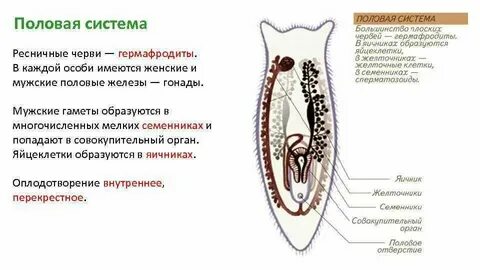 Половая система круглых червей органы