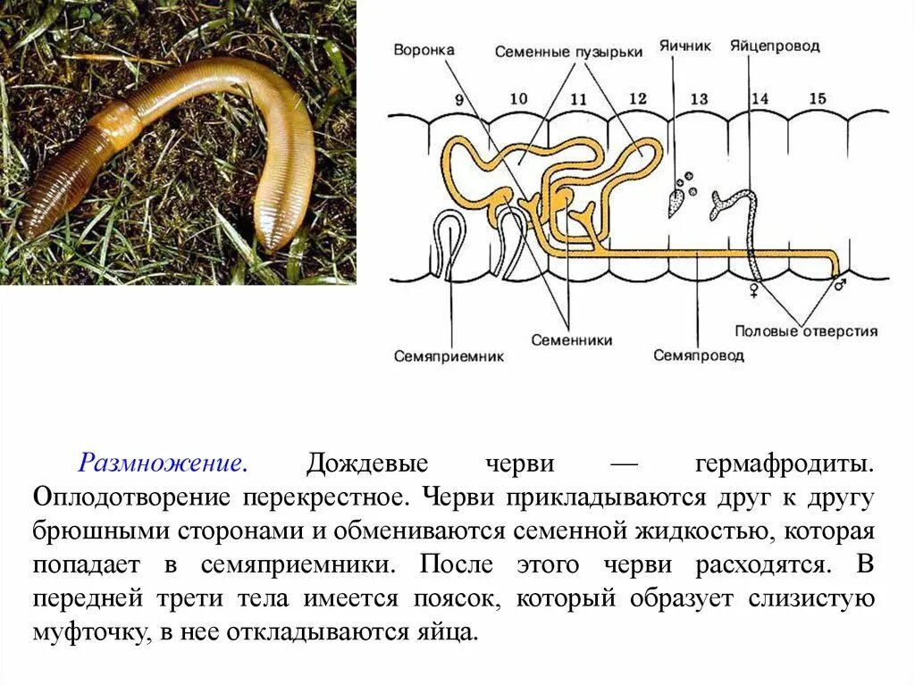 Развитие с метаморфозом дождевой червь. Гермафродитизм дождевого червя. Дождевые черви гермафродиты. Размножение дождевого червя. Семяприемники у дождевого червя.