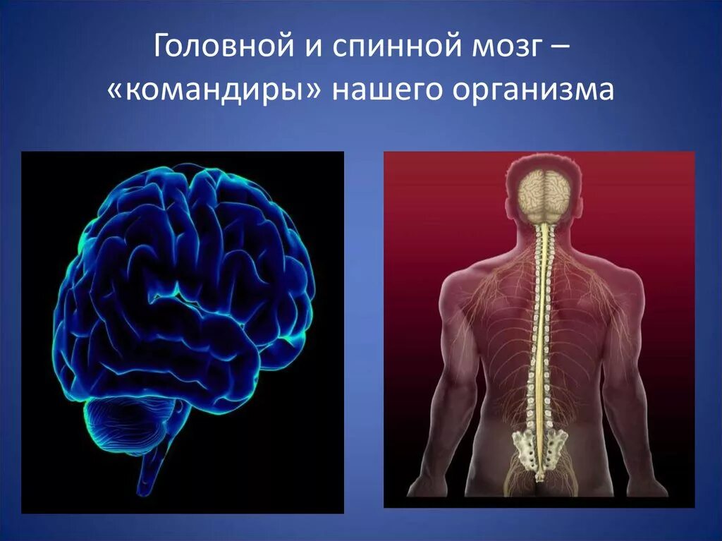 Головной и спинной мозг имеет. Головной и спинной мозг. Головной и спинной МОЗ. Спинной мозг и головной мозг. ЦНС головной и спинной мозг.