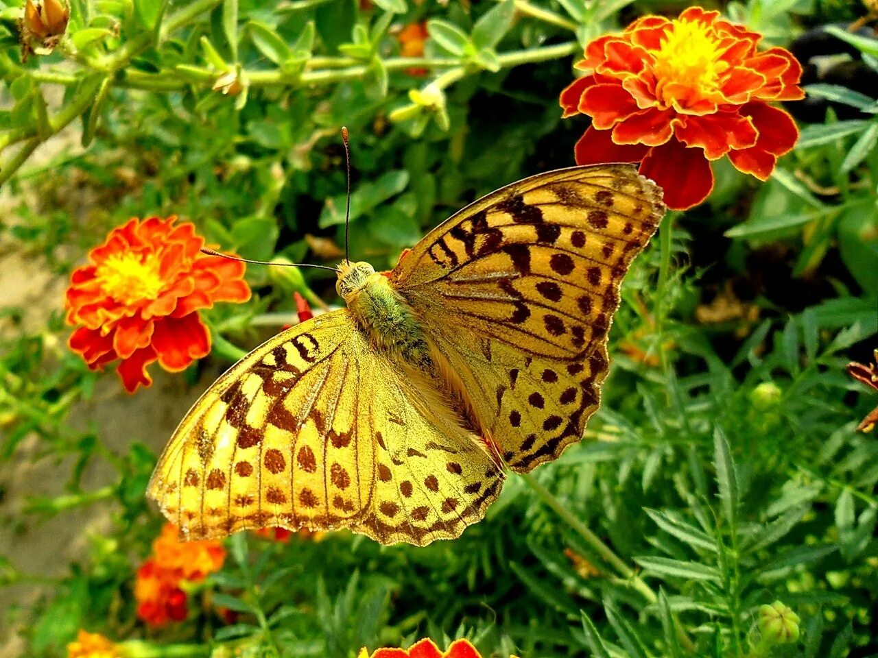 геликония мельпомена бабочка. фон для рабочего стола бабочки. солнечная бабочка. бабочки в цветах. лето бабочки.