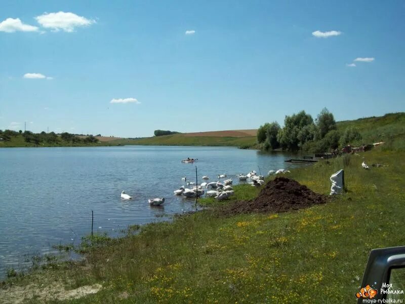 Брискорнов пруд. Пруд прилепы курская область рыбалка. Курская знаменка рыбалка. Стремоуховка курская область. Прилепы курская область пруд.