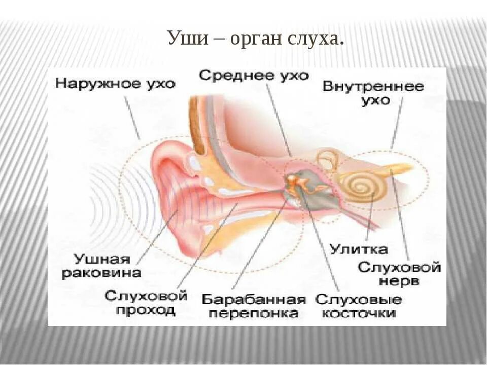 Урок орган слуха. Органы уха. Орган слуха и равновесия ухо. Органы чувств ухо строение. Орган слуха человека.