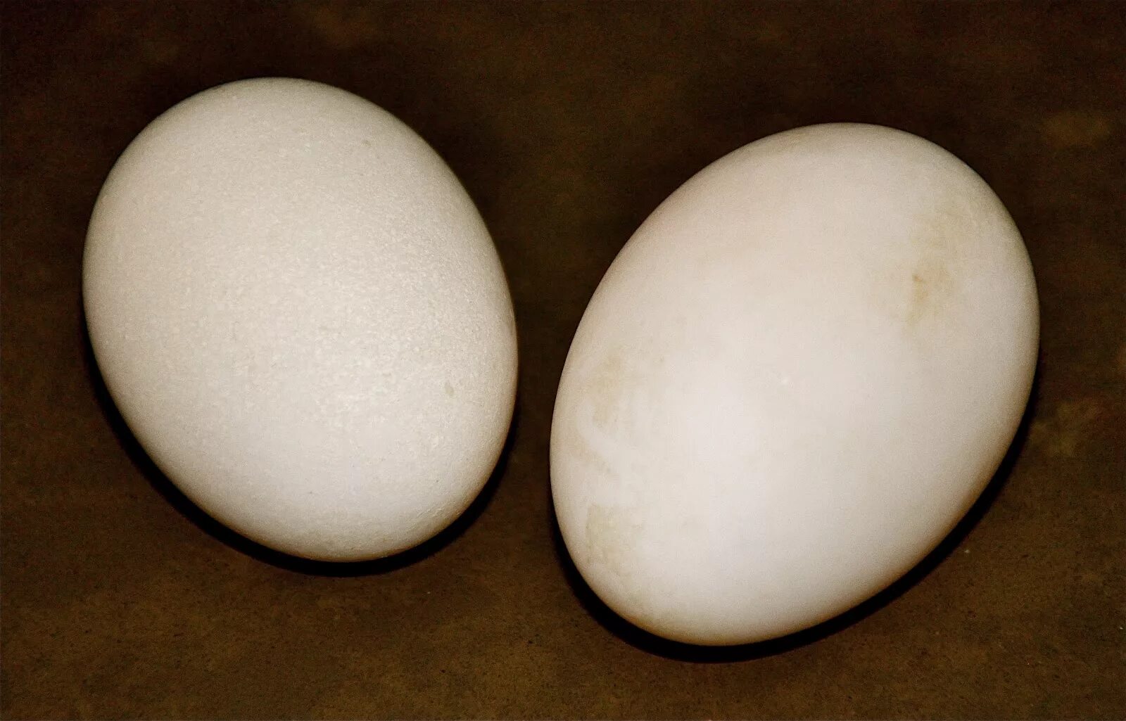 Инкубационное яйцо утки. Инкубационные яйца пекинской утки. Инкубационное яйцо мускусной утки. Инкубационные яйца гусиные Утиные.