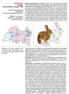 Систематика зайца беляка