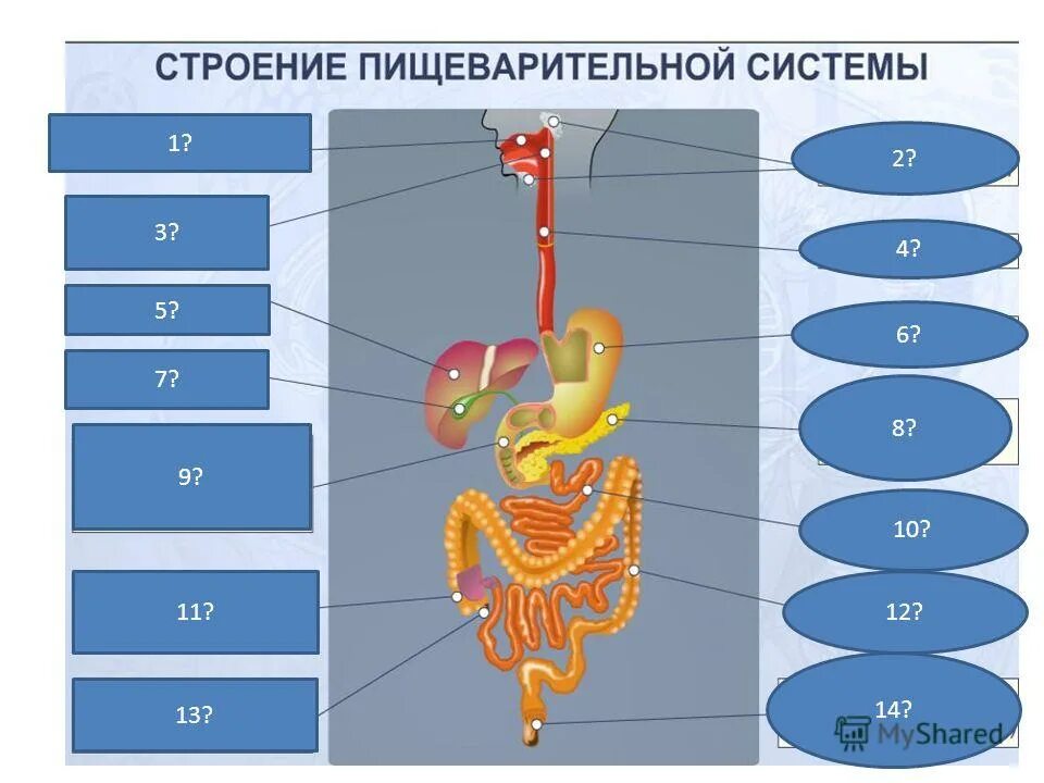 Строение и функции органов пищеварительной системы кратко. Органы пищеварительной системы двенадцатиперстная кишка. Система органов пищеварения схема. Пищеварение строение пищеварительной системы. Строение пищеварительной системы и функции схема.