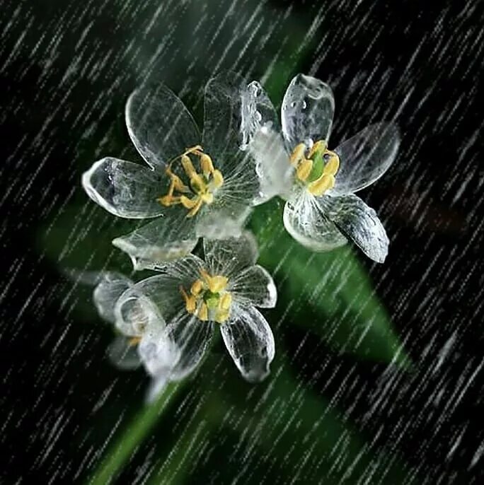 Бесцветное растение. Бесцветное растение. Белокрыльник спатифиллум. Двулистник грея diphylleia grayi. Белокрыльник болотный calla palustris.