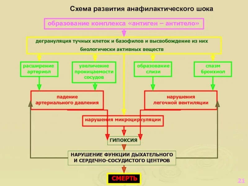 Схема развития анафилактической реакции. Схема развития анафилактического шока. Анафилактический ШОК механизм развития схема. Патогенез анафилактического шока схема. Анафилактический шок патогенез