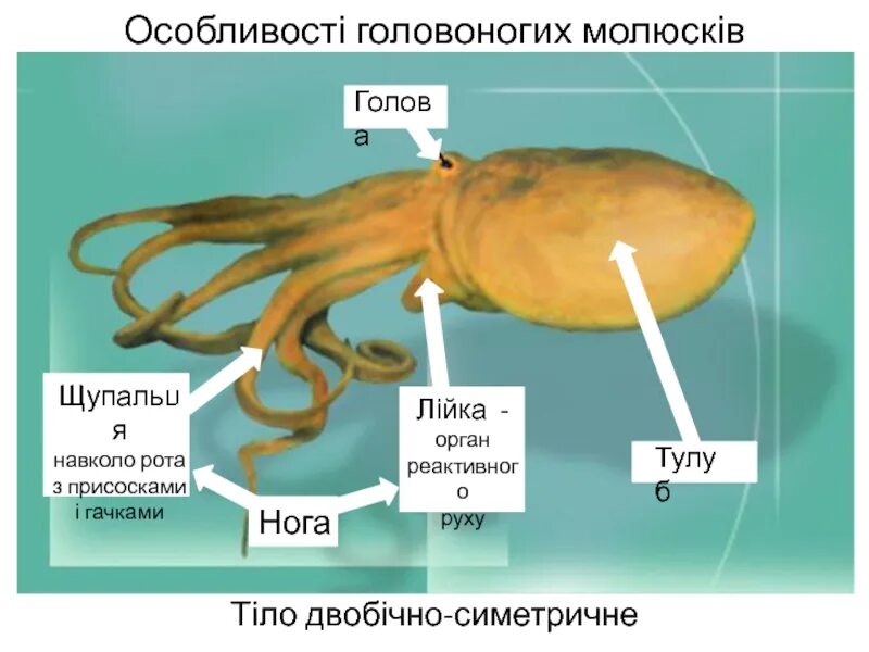 Раковина головоногих. Строение раковины головоногих. Покров головоногих. Органы на голове у головоногих. Отдельные тела головоногих.